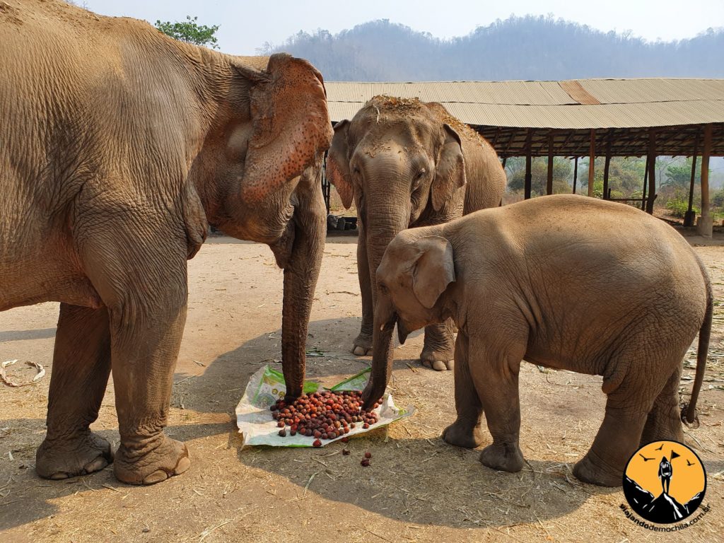 Elefantes comendo figo