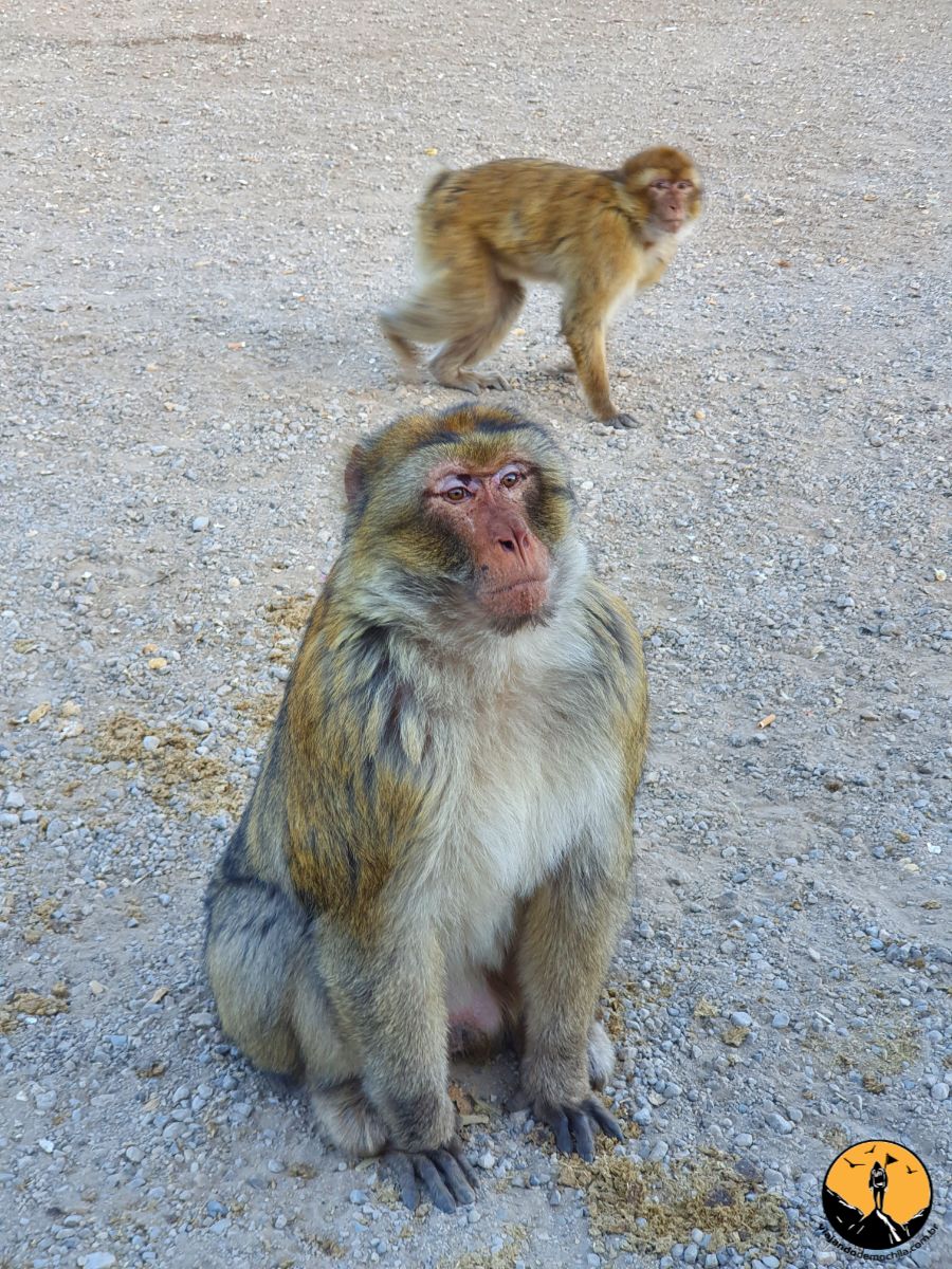 macacos no marrocos